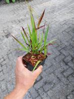 Japans bloedgras, imperata red baron, Ophalen, Zomer, Overige soorten, Volle zon