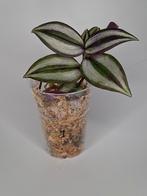 Tradescantia Zebrina, Huis en Inrichting, Kamerplanten, Verzenden, Halfschaduw, Minder dan 100 cm