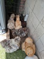 Diverse usa zijdehoenders, Dieren en Toebehoren, Pluimvee, Meerdere dieren, Kip