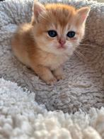 British short/long hair, Dieren en Toebehoren, Poes