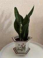Mooie hoge sanseveria in pot, Huis en Inrichting, Ophalen, In pot, Halfschaduw, Minder dan 100 cm