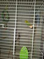 Gratis parkiet met kooi, Vrouwelijk, Parkiet