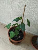 Excotische plant, Huis en Inrichting, Ophalen, Overige soorten, Minder dan 100 cm
