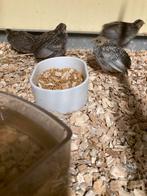 Chinese dwergkwartels haantjes, Mannelijk, Tropenvogel