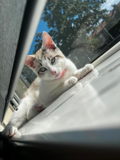 Poesje, Dieren en Toebehoren, Katten en Kittens | Dekkaters