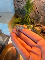 Baby baardagamen, Dieren en Toebehoren, Reptielen en Amfibieën, Hagedis, Met terrarium, 0 tot 2 jaar