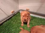 Lieve Labrador Retriever pups Foxred, Dieren en Toebehoren, Honden | Retrievers, Spaniëls en Waterhonden, Rabiës (hondsdolheid)