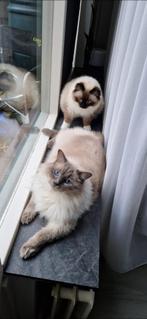 Ragdoll dekkater, Dieren en Toebehoren, 3 tot 5 jaar