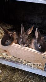 Jonge tan konijnen te koop, Dieren en Toebehoren, Konijnen, Meerdere dieren