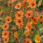 Zaden Geum Totally Tangerine, Verzenden, Volle zon