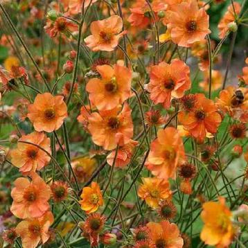 Zaden Geum Totally Tangerine beschikbaar voor biedingen