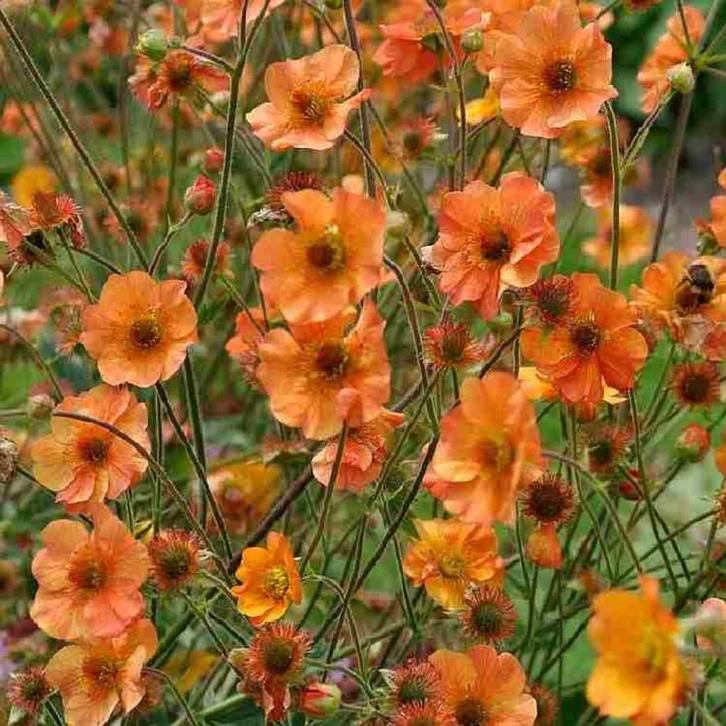 Zaden Geum Totally Tangerine, Tuin en Terras, Bloembollen en Zaden, Volle zon, Verzenden