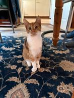 Twee lieve poesjes gratis op te halen, Dieren en Toebehoren, Katten en Kittens | Raskatten | Korthaar, Poes