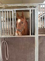 Mooi springveulen te koop, Dieren en Toebehoren, Paarden, Hengst, Springpaard, Gechipt, 0 tot 2 jaar