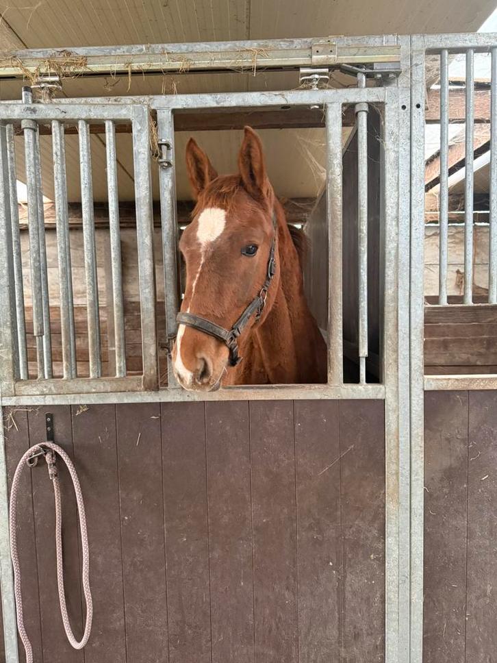 Mooi springveulen te koop, Dieren en Toebehoren, Paarden, Hengst, 0 tot 2 jaar, Springpaard, Met stamboom, Gechipt, Ontwormd