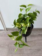 Mooie hangplant met pot, Huis en Inrichting, Kamerplanten, Ophalen of Verzenden, Overige soorten, Minder dan 100 cm