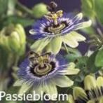 Passiebloem caerulea, Ophalen, Zomer, Vaste plant, Klimplanten