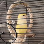 Dwergpapagaai mannetje, Dieren en Toebehoren, Vogels | Parkieten en Papegaaien