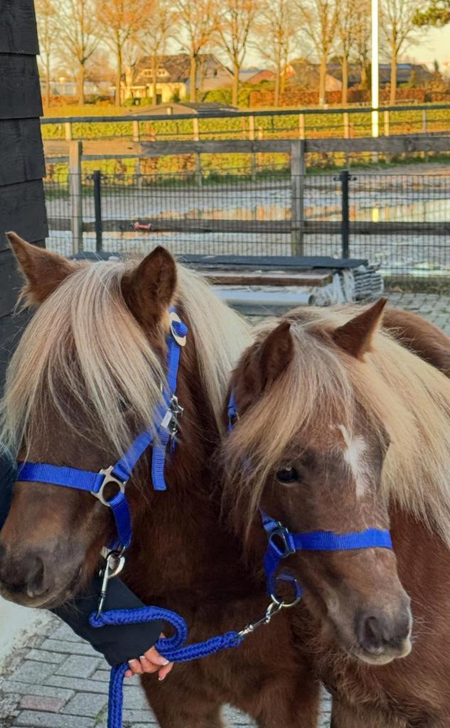 Mooi span Merries, Dieren en Toebehoren, Pony's, Merrie