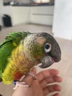 Pyhurra, Dieren en Toebehoren, Mannelijk, Parkiet, Geringd