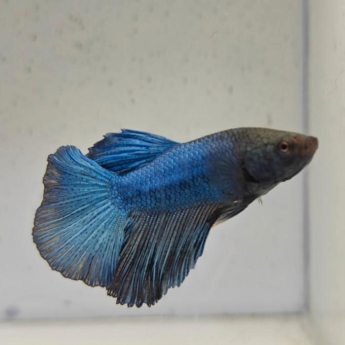 Betta splendens man 17, Dieren en Toebehoren, Vissen | Aquariumvissen, Vis