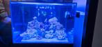 Blue Marine Reef 200 zeeaquarium, Dieren en Toebehoren, Vis, Zoutwatervis