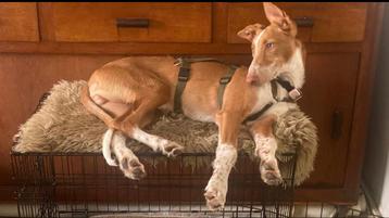 SOCKET podenco 8mnd superlief relaxed okay katten - in NL beschikbaar voor biedingen