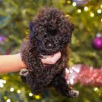 Prachtige maltipoo pups, Dieren en Toebehoren, Honden | Niet-rashonden, CDV (hondenziekte), 8 tot 15 weken, Meerdere, Meerdere dieren