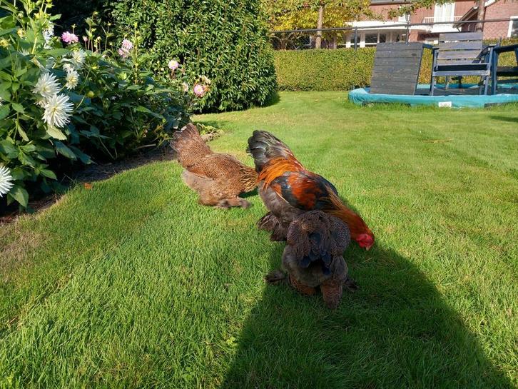 Brahma kriel patrijs, Dieren en Toebehoren, Pluimvee