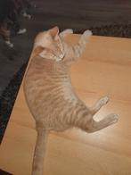 Lieve gecastreerde kater van 14 maanden., Dieren en Toebehoren, Katten en Kittens | Overige Katten, Kater, Kortharig, 0 tot 2 jaar