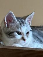 Half maincoon kitten (katertje), Dieren en Toebehoren, Katten en Kittens | Raskatten | Langhaar, Kater, Gechipt, 0 tot 2 jaar