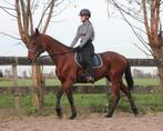 Mega lieve grote e pony dames paardje, Dieren en Toebehoren, Pony's, Merrie