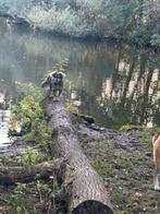 Hondenuitlaat, Ophalen of Verzenden, Zo goed als nieuw