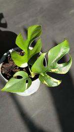 Rhaphidophora tetrasperma variegata 3 🌱, Huis en Inrichting, Overige soorten, Minder dan 100 cm, Groene kamerplant, Halfschaduw