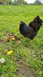 Broedeieren barnevelder dubbelgezoomd, Dieren en Toebehoren, Pluimvee, Kip, Geslacht onbekend