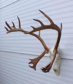 Groot gewei ALASKA KARIBOE (rendier), Verzamelen, Dierenverzamelingen, Ophalen, Gebruikt, Hert, Gewei of Kop