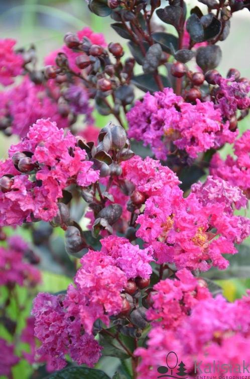 Lagerstroemia indica 'Berry Dazzle' op stam, Tuin en Terras, Planten | Struiken en Hagen, Hortensia, Ophalen