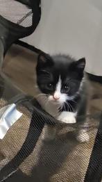 Superknap en lief zwart met wit fluffy poesje en katertje, Dieren en Toebehoren, Meerdere dieren, Ontwormd, 0 tot 2 jaar