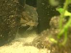 Meerval Synodontis Decorus, Dieren en Toebehoren, Vissen | Aquariumvissen, Vis