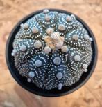 Astrophytum Asterias XL p10