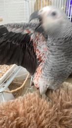 Grijze roodstaart, Dieren en Toebehoren, Vrouwelijk, Papegaai, Geringd