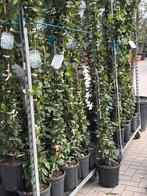 Toscaanse jasmijn 275-300, Ophalen, Volle zon, Vaste plant, Klimplanten