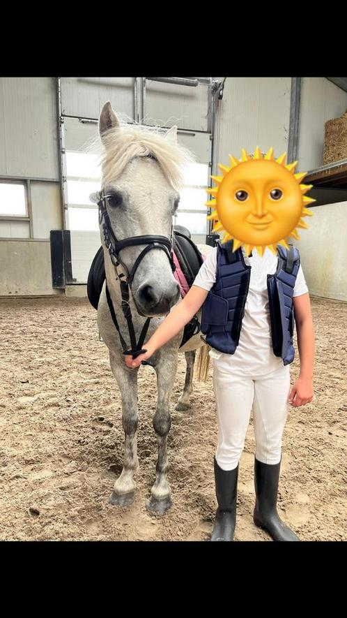 Te koop brave kinderpony spikkel, Dieren en Toebehoren, Pony's, Merrie, Recreatiepony, 7 tot 10 jaar