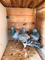 Drie post Duiven te koop, Dieren en Toebehoren, Vogels | Duiven, Meerdere dieren, Postduif