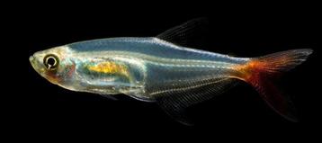 Prionobrama Filigera - Glasroodvinzalm XL - Koidream Valburg beschikbaar voor biedingen