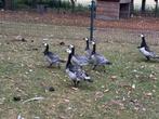 2 jonge Brandganzen, Meerdere dieren, Gans of Zwaan