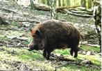 Dieren- -Wild zwijn., Verzenden, 1960 tot 1980, Ongelopen, Overige thema's
