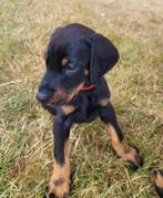 Prachtige dobermann pups, Dieren en Toebehoren, Honden | Bulldogs, Pinschers en Molossers, België, Particulier, CDV (hondenziekte)