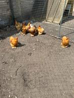 Te koop Cochin kriel, Dieren en Toebehoren, Pluimvee, Vrouwelijk, Kip