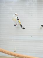 parva mooie gezonde man van 2025, Dieren en Toebehoren, Mannelijk